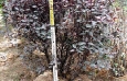 Purpleleaf Sandcherry